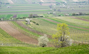 Vineyards and flowering cherry trees