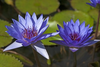 Flowering Cape Blue Water Lilies (Nymphaea capensis)