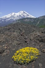 Flowers on a lava field and Llaima volcano