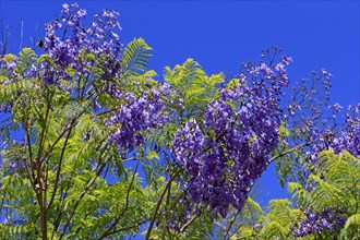 Jacaranda or Blue Jacaranda (Jacaranda mimosifolia)