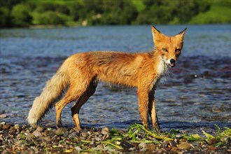 Red Fox (Vulpes vulpes) on the lakeshore in the evening light