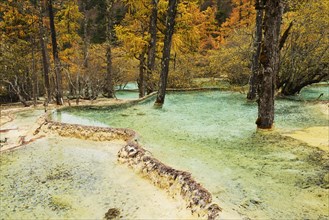 Lime terraces with lake in autumnal environment