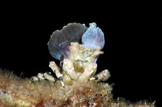 Corallimorph Decorator Crab (Cyclocoeloma tuberculata) with sea anemones on the back