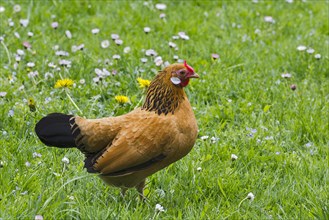 Bantam chicken (Gallus gallus f. domestica)