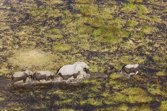 African Elephants (Loxodonta africana)