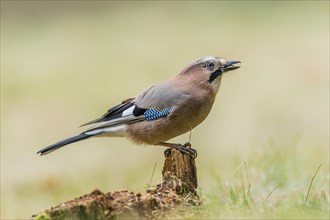 Jay (Garrulus glandarius)