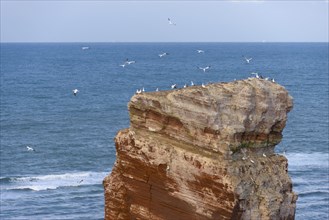 Lange Anna sea stack with Northern Gannets (Morus bassanus) in flight