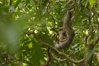 Brown-throated Sloth (Bradypus variegatus) with young