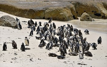 Jackass Penguins (Spheniscus demersus)