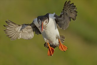 Puffin (Fratercula arctica) in approach after fishing