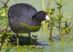American Coot (Fulica americana) in a swamp covered with duckweed