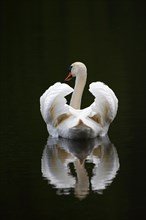 Mute Swan (Cygnus olor) swimming in gliding mode