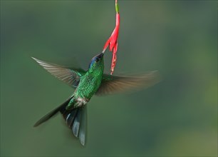 Violet-capped woodnymph (Thalurania glaucopis) drinking at a flower