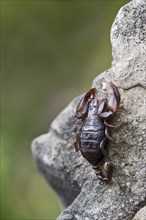 Small Wood Scorpion species (Euscorpius germanus)