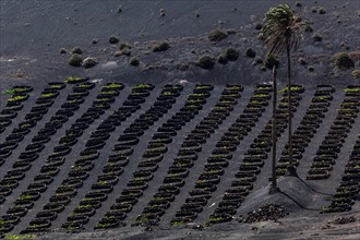 Typical vineyards in dry cultivation in volcanic ash