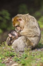 Barbary Macaque (Macaca sylvanus)