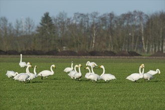 Whooper Swans (Cygnus cygnus) and Bewick's Swans (Cygnus bewickii)