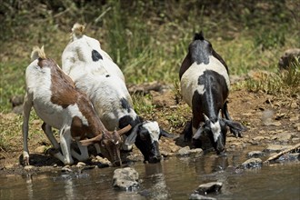Somali goats or Galla goats drinking at a water whole