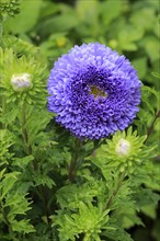 Chinese Aster (Callistephus chinensis)