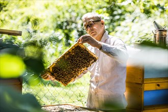 Beekeeper examines a honeycomb with honey bees (Apis) at his stock