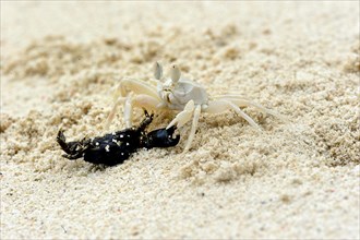 Sand crab (Hippoidea) feeding on a dead crab