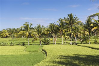 Paddy field and coconut trees