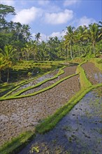 Rice terraces at the Pura Gunung Kawi temple