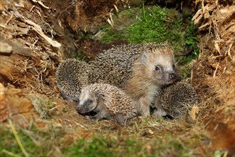 European Hedgehog (Erinaceus europaeus) with young