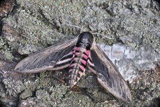 Privet Hawk Moth (Sphinx ligustri)