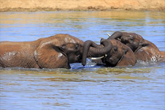 African elephant (Loxodonta africana) elephants bathing in the water