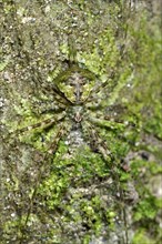 Camouflaged spider (Hersiliidae)