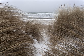 Marram grass and Baltic Sea coast in winter with snow in Kuhlungsborn