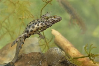 Smooth Newt (Lissotron vulgaris)