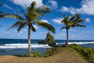 Palm trees on the east coast of Tutuila island