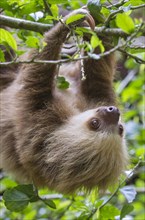 Hoffmann's Two-toed Sloth (Choloepus hoffmanni)