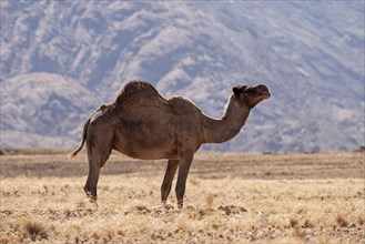 Dromedary camel (Camelus dromedarius) in the grassy steppe near Solitaire