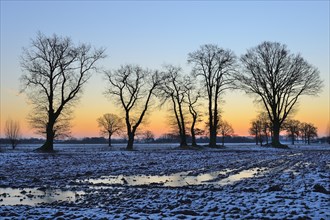 Group of English oaks (Quercus robur) on a snow covered field at dawn