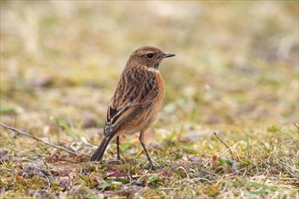 Stonechat (Saxicola rubicola) female standing in the grass