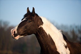 Paint Horse