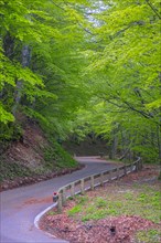 Mountain road in the forest