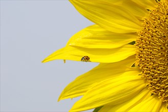 Seven-spot Ladybird (Coccinella septempunctata) on Sunflower (Helianthus annuus)