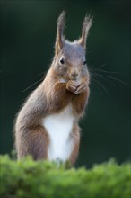 Red Squirrel (Sciurus vulgaris)