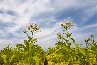 Flowering Tobacco Plants or Cultivated Tobacco (Nicotiana tabacum)
