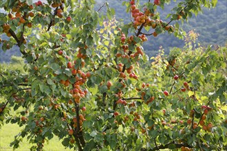 Ripe apricots on an Apricot tree (Prunus armeniaca)