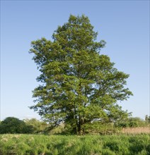 Black Alder or Common Alder (Alnus glutinosa)