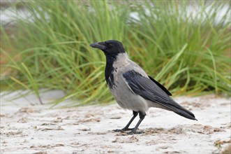 Hooded Crow (Corvus cornix) on the beach