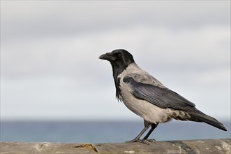 Hooded Crow (Corvus cornix) on a wooden railing