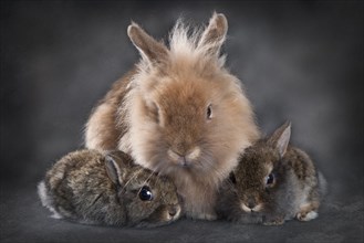 Dwarf rabbit (Oryctolagus cuniculus forma domestica)