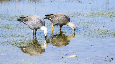 Greylag goose (Anser anser)