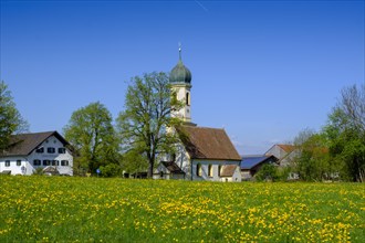 Church and dandelion meadow in spring